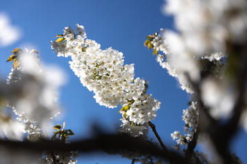 Cherry tree with white blossom from Germany