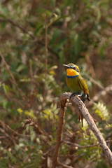 The swallow-tailed bee-eater, a colorful bird species that breeds in savannah woodlands of sub-Saharan Africa.