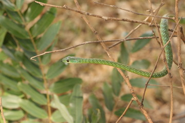 The spotted bush snake, a species of non-venomous colubrid snake, endemic to Africa in its natural environment.