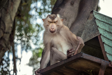 Macaque sitting on a tree trunk