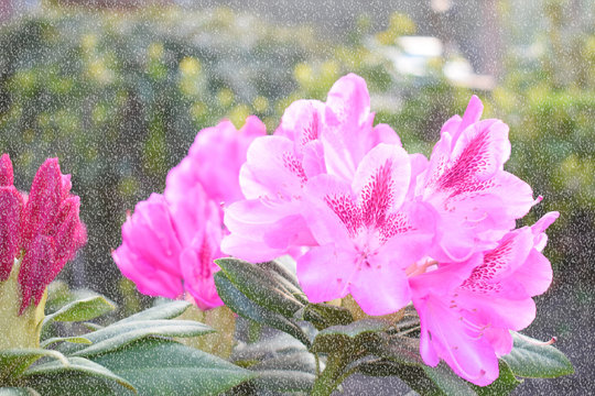 Schneeblume