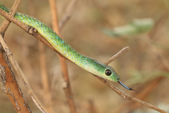 The spotted bush snake, a species of non-venomous colubrid snake, endemic to Africa in its natural environment.