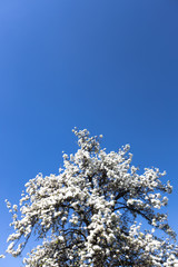 Cherry tree with white blossom from Germany