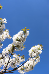 Cherry tree with white blossom from Germany