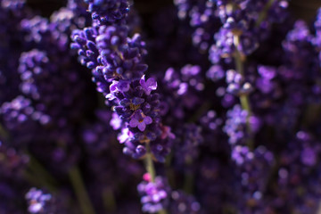 closeup purple lavender branches on blurred background