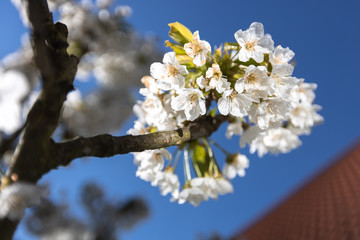 Cherry tree with white blossom from Germany