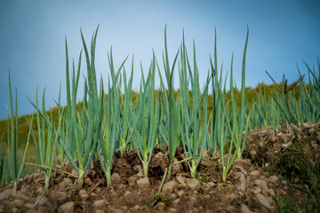 Onion Plantation in a Farm