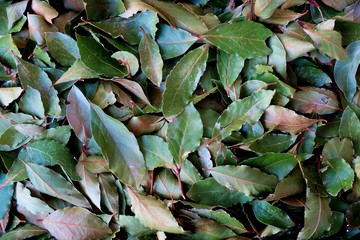 beautiful background with dry bay leaves close up