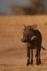 The common warthog, a wild member of the pig family (Suidae) found in grassland, savanna, and...