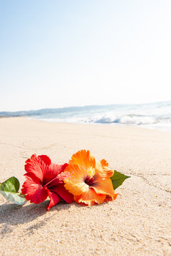 砂浜とハイビスカス Stock 写真 Adobe Stock