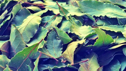 beautiful background with dry bay leaves close up