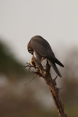 The Grey Kestrel, a species of bird of prey, occurring in africa. A predatory bird in its natural habitat, feeding on a lizard.