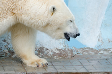 Fototapeta na wymiar White polar bear