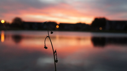 Flower on lake
