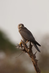 The Grey Kestrel, a species of bird of prey, occurring in africa. A predatory bird in its natural habitat, feeding on a lizard.