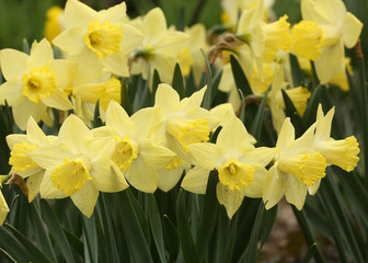 Yellow Daffodil