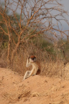 The patas monkey, also known as the wadi monkey or hussar monkey, is ground-dwelling monkey distributed over semi-arid areas of West Africa, and into East Africa. Picture from its natural environment.
