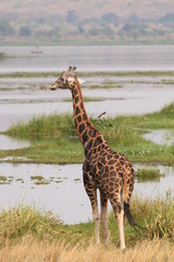 Rothschild's giraffe, a subspecies of the giraffe occurring in Uganda. It is one of the most endangered distinct populations of giraffe, with around two thousand estimated in the wild.