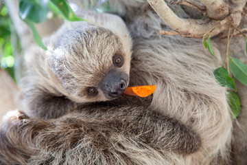 Obraz premium Baby Sloth Eating Carrot