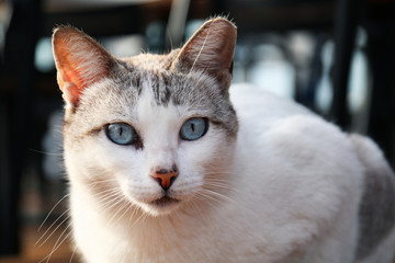 A stray white and gray cat with blue eyes sits near a restaurant