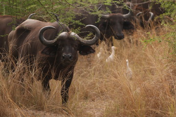 Fototapeta premium The African buffalo, also called the Cape buffalo (Syncerus caffer), a large Sub-Saharan African bovine. Picture from a safari in the savanna, natural environment of wildbuffalos.