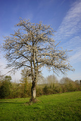 Fototapeta premium Paysage Campagne 400