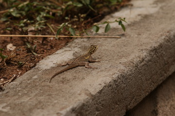 Female of the mwanza flat-headed rock agama on a close up picture. A colorful african species sometimes kept as a pet.