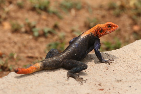 Male of the mwanza flat-headed rock agama on a close up picture. A colorful african species sometimes kept as a pet.