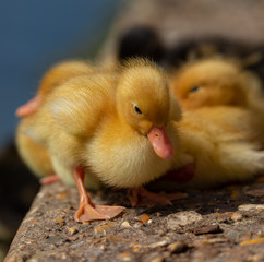 Ducklings!
