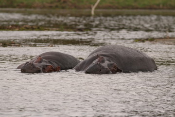 African hippopotamus in its natural environment. A well known large animal occuring around african rivers and wetlands in its natural environment.