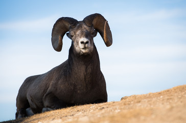 Bighorn Rams in the Rocky Mountains