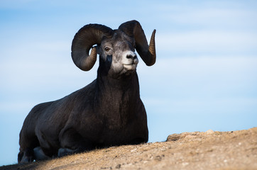 Bighorn Rams in the Rocky Mountains