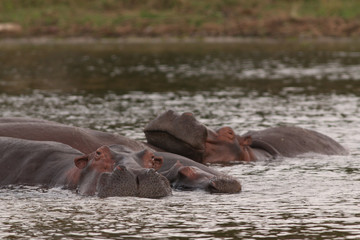 African hippopotamus in its natural environment. A well known large animal occuring around african rivers and wetlands in its natural environment.