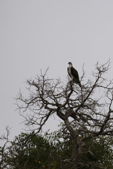 The Osprey, also called sea hawk, river hawk, and fish hawk, a diurnal, fish-eating bird of prey with a cosmopolitan range. Picture from safari in Africa.