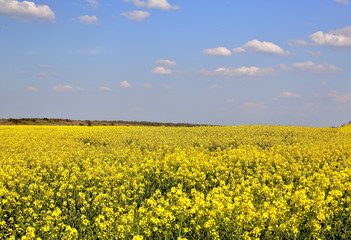 Obraz premium Jaune merveille !