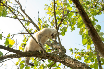 The cat is trying to bite off a tree branch.