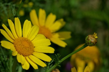 beautiful yellow flower in a field close up
