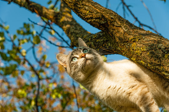 The cat saw a bird, behind which I was climbing a tree