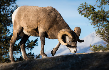 Bighorn Rams in the Rocky Mountains