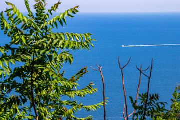 Motorboat water traces on the Adriatic Sea behind blurred branches, elevated view from Sirolo, Province of Ancona, Marche, Italy