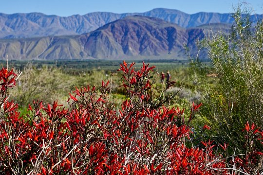 red blooms on chuparosa in Anza-Borrego Desert State Park