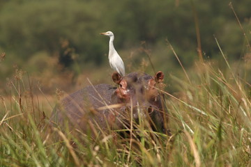 White Egret sitting on the hippopotamus. A picture from the safari on the Nile river in Africa.