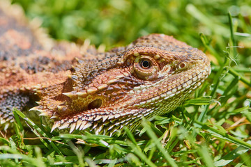 portrait macro photo of a female bearded dragon lying in the grass on a sunny day