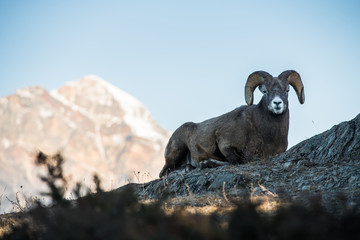 Bighorn Rams in the Rocky Mountains