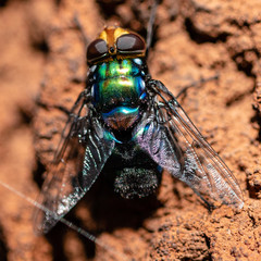 Colourful macro shot of fly on white ant's nest