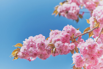 branch of a Japenese cherry tree in spring against blue sky