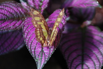 Butterflies on flowers and at rest