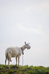 Fototapeta premium One female white goat standing on green grass on top of hill at sunset with blue sky in background