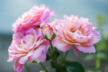 Fototapeta na wymiar pink peony flowers