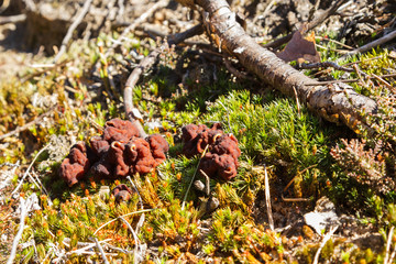 Mushrooms Gyromitra in forest in spring